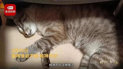 猫离世后，每月仍需扣费之痛