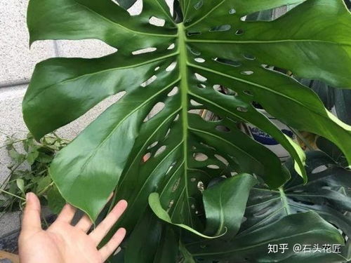 一片热带植物叶子何以卖到30万元？